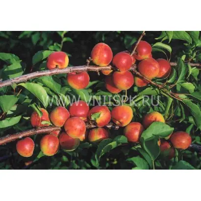 Северное сияние