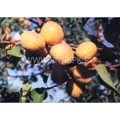 Сибиряк Байкалова