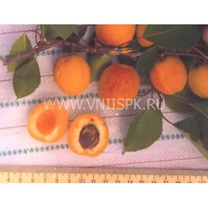 Снежинский