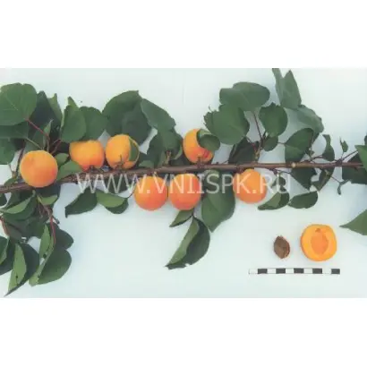 Сын Краснощёкого