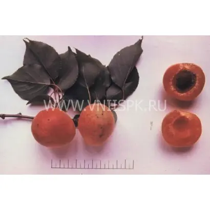 Триумф северный