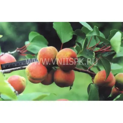 Ульянихинский