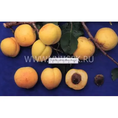 Хабаровский