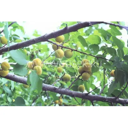 Челябинский ранний