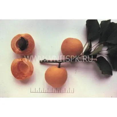 Чемпион Севера