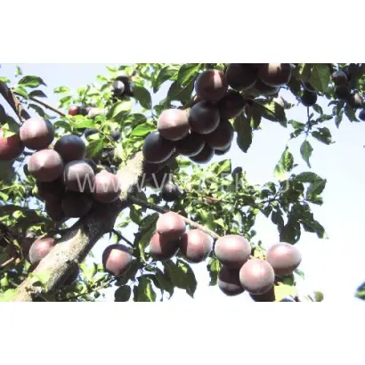 Чёрный бархат