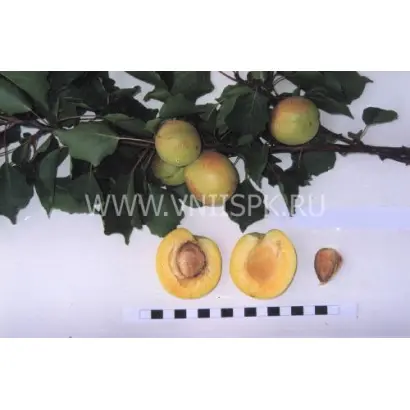 Эсделик (алаша)