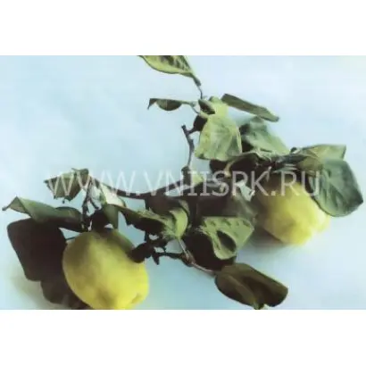 Буйнакская крупноплодная