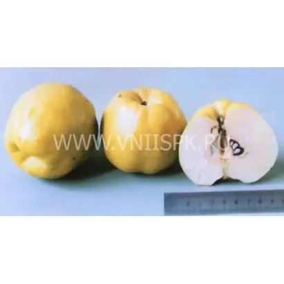 Золотистая