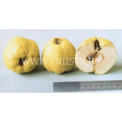 Золотой шар