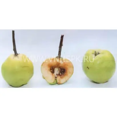 Зубутлинская