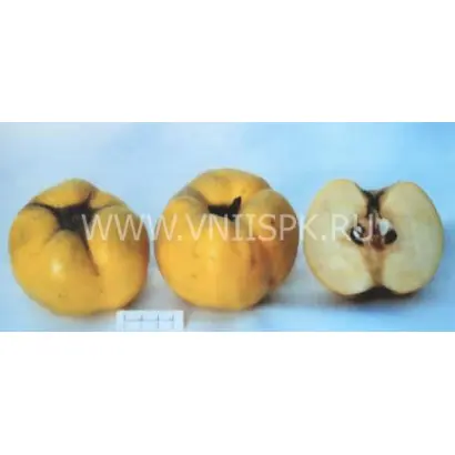 Коллективная