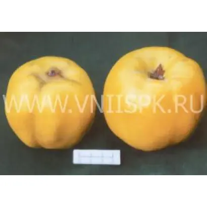 Краснослободская