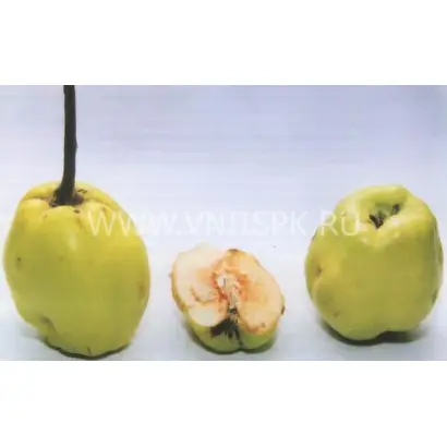 Ктюн-жум (зимняя айва)