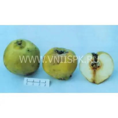 Маслянка поздняя