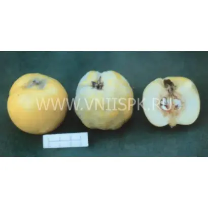 Маслянка ранняя