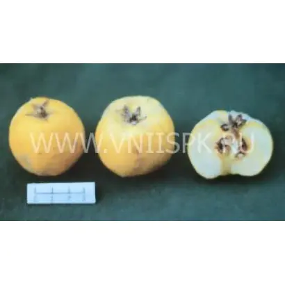 Скороспелка