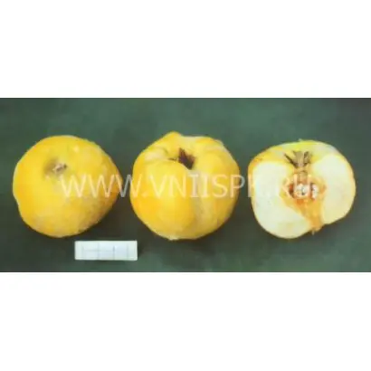 Тепловская