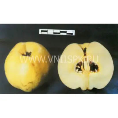 Янтарная краснодарская