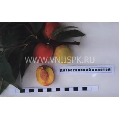 Дагестанский золотой