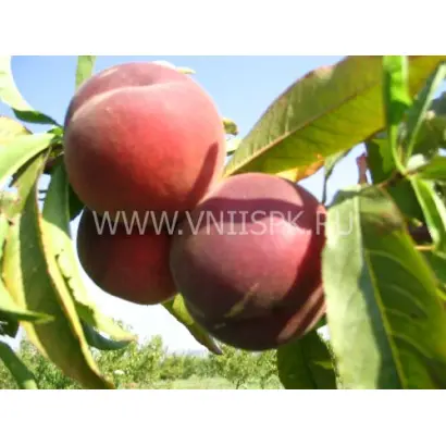 Золотой юбилей