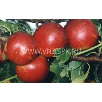 Краснодарец