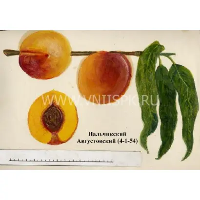 Нальчикский августовский