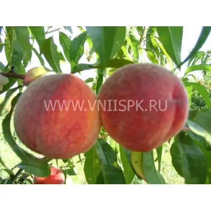 Память Симиренко