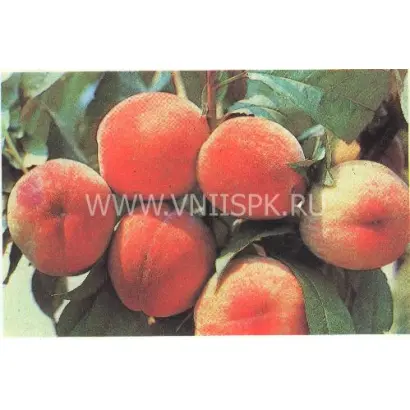 Пушистый ранний