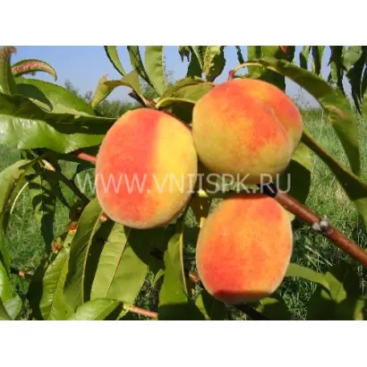 Ранний Кубани