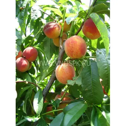 Фаворит Моретини