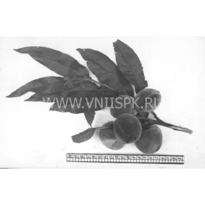 Хадуссамат желтый (Гимринский желтый, Хадуссамат)