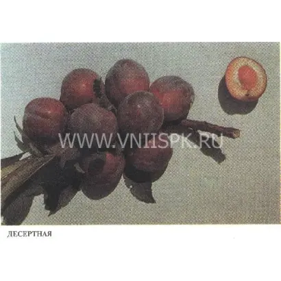 Десертная (Никитская красная 804, Консервная 804, Десертная консервная)