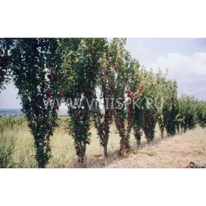 Колонновидная