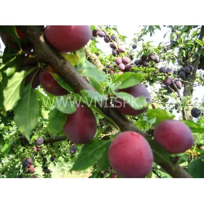 Комета поздняя