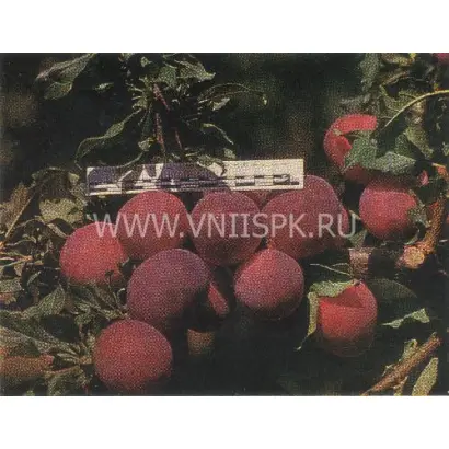 Кубанская комета