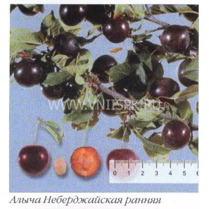 Небеджаевская ранняя