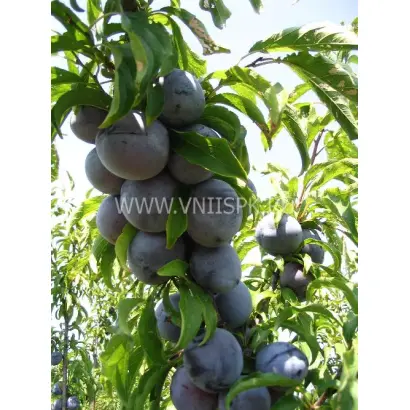 Подарок сад-гиганту