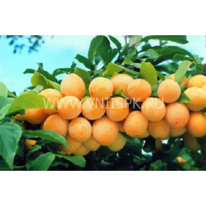 Подарок Санкт-Петербургу