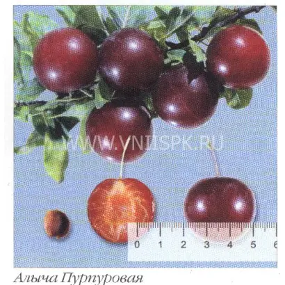 Пурпуровая