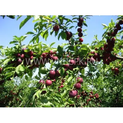 Путешественница