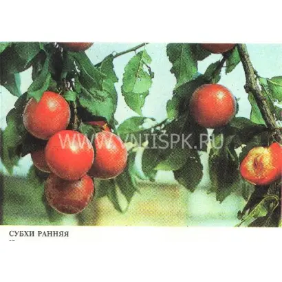 Субхи ранняя