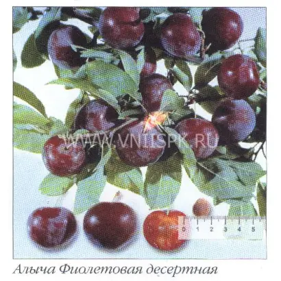 Фиолетовая десертная