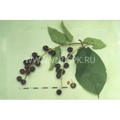 Памяти Саламатова