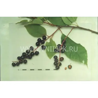 Плотнокистная