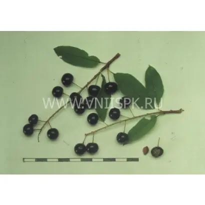 Ранняя круглая