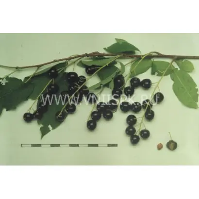 Самоплодная