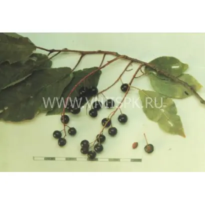 Сахалинская устойчивая