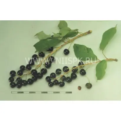 Сахалинская чёрная