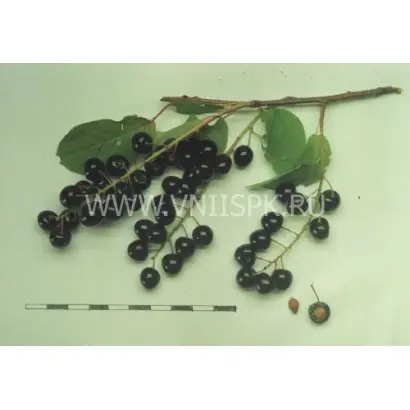 Чёрный блеск